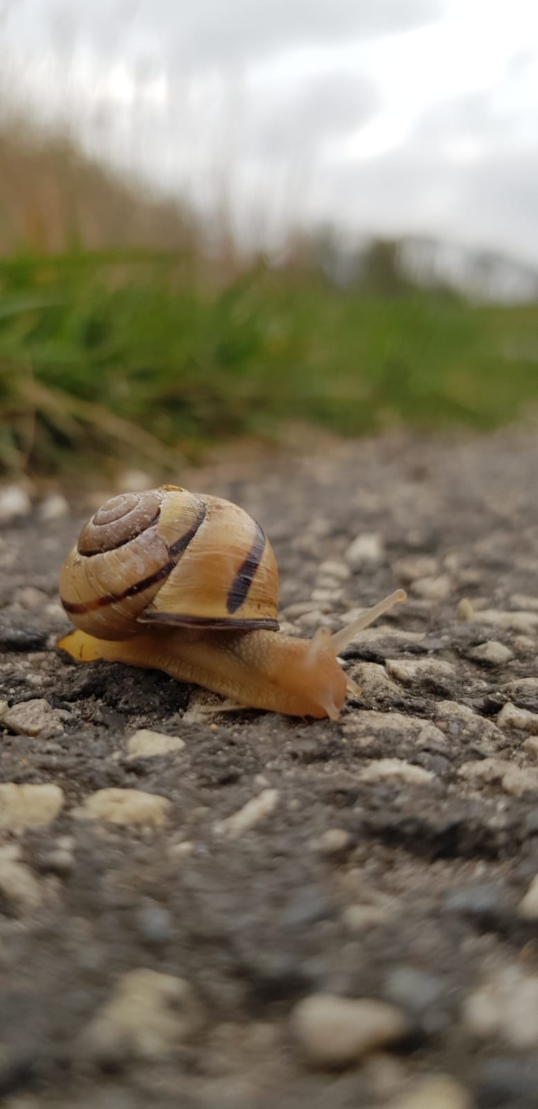 Schnecke